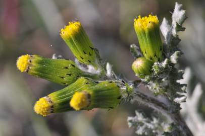 Fotografia da espécie Senecio vulgaris