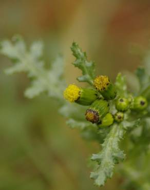 Fotografia 11 da espécie Senecio vulgaris no Jardim Botânico UTAD