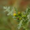 Fotografia 11 da espécie Senecio vulgaris do Jardim Botânico UTAD