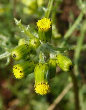 Fotografia 12 da espécie Senecio vulgaris no Jardim Botânico UTAD