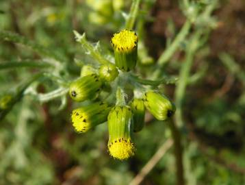 Fotografia da espécie Senecio vulgaris