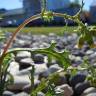 Fotografia 13 da espécie Senecio vulgaris do Jardim Botânico UTAD