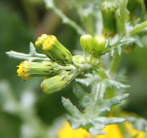 Fotografia da espécie Senecio vulgaris