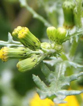 Fotografia 14 da espécie Senecio vulgaris no Jardim Botânico UTAD