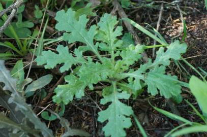 Fotografia da espécie Senecio sylvaticus