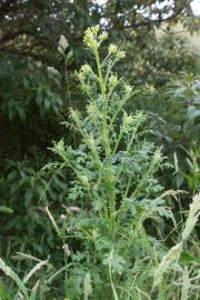 Fotografia da espécie Senecio sylvaticus