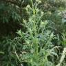 Fotografia 5 da espécie Senecio sylvaticus do Jardim Botânico UTAD