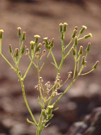 Fotografia da espécie Senecio sylvaticus