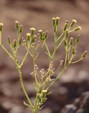 Fotografia 6 da espécie Senecio sylvaticus no Jardim Botânico UTAD