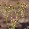 Fotografia 6 da espécie Senecio sylvaticus do Jardim Botânico UTAD