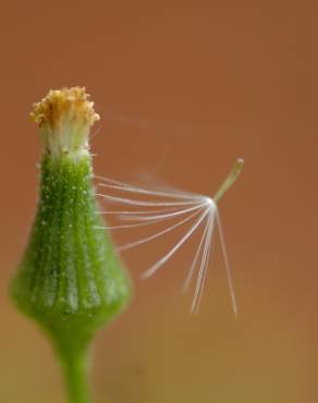 Fotografia 8 da espécie Senecio sylvaticus no Jardim Botânico UTAD