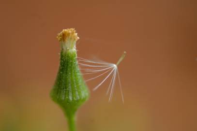 Fotografia da espécie Senecio sylvaticus