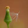 Fotografia 8 da espécie Senecio sylvaticus do Jardim Botânico UTAD