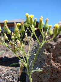 Fotografia da espécie Senecio sylvaticus