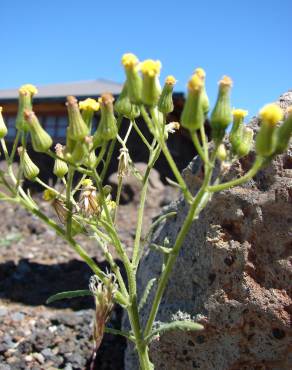 Fotografia 9 da espécie Senecio sylvaticus no Jardim Botânico UTAD