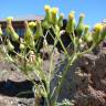 Fotografia 9 da espécie Senecio sylvaticus do Jardim Botânico UTAD