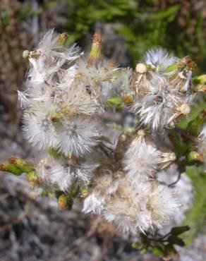 Fotografia 10 da espécie Senecio sylvaticus no Jardim Botânico UTAD