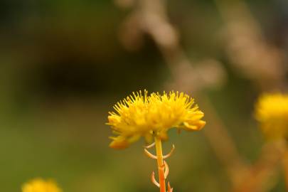 Fotografia da espécie Sedum forsterianum