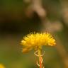 Fotografia 5 da espécie Sedum forsterianum do Jardim Botânico UTAD