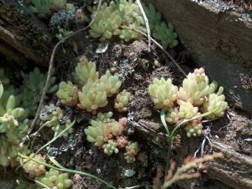 Fotografia da espécie Sedum hirsutum