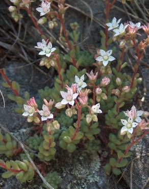 Fotografia 7 da espécie Sedum hirsutum no Jardim Botânico UTAD