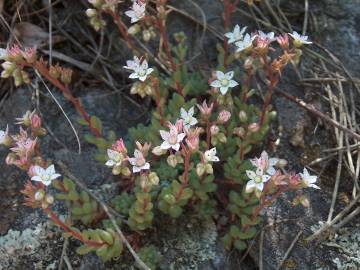 Fotografia da espécie Sedum hirsutum