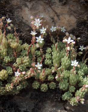 Fotografia 8 da espécie Sedum hirsutum no Jardim Botânico UTAD