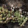 Fotografia 8 da espécie Sedum hirsutum do Jardim Botânico UTAD