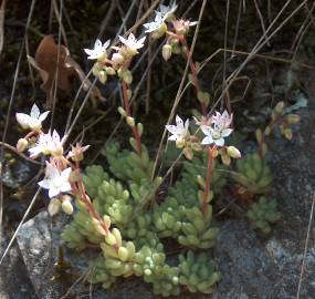 Fotografia da espécie Sedum hirsutum