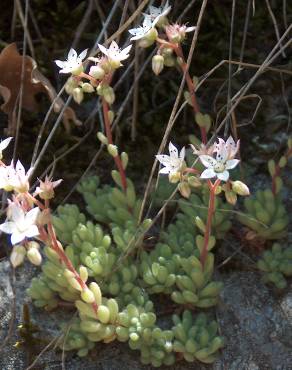 Fotografia 9 da espécie Sedum hirsutum no Jardim Botânico UTAD