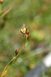 Fotografia da espécie Juncus gerardi