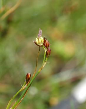 Fotografia 3 da espécie Juncus gerardi no Jardim Botânico UTAD