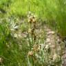 Fotografia 5 da espécie Juncus gerardi do Jardim Botânico UTAD