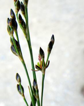 Fotografia 8 da espécie Juncus gerardi no Jardim Botânico UTAD