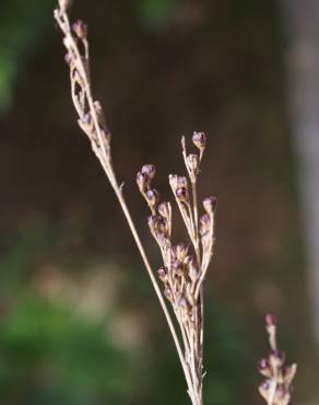 Fotografia 9 da espécie Juncus gerardi no Jardim Botânico UTAD