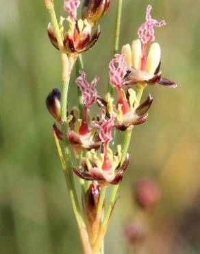 Fotografia 1 da espécie Juncus gerardi no Jardim Botânico UTAD