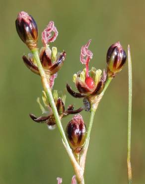 Fotografia 11 da espécie Juncus gerardi no Jardim Botânico UTAD