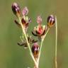 Fotografia 11 da espécie Juncus gerardi do Jardim Botânico UTAD