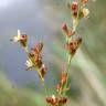 Fotografia 14 da espécie Juncus gerardi do Jardim Botânico UTAD