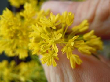 Fotografia da espécie Isatis tinctoria