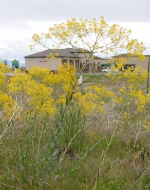 Fotografia 3 da espécie Isatis tinctoria no Jardim Botânico UTAD