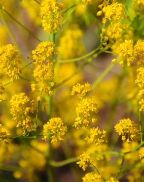 Fotografia 4 da espécie Isatis tinctoria no Jardim Botânico UTAD