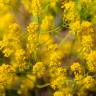 Fotografia 4 da espécie Isatis tinctoria do Jardim Botânico UTAD