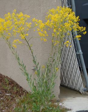 Fotografia 5 da espécie Isatis tinctoria no Jardim Botânico UTAD