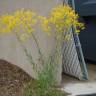 Fotografia 5 da espécie Isatis tinctoria do Jardim Botânico UTAD