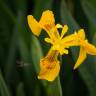 Fotografia 8 da espécie Iris pseudacorus do Jardim Botânico UTAD