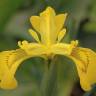 Fotografia 12 da espécie Iris pseudacorus do Jardim Botânico UTAD