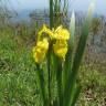 Fotografia 13 da espécie Iris pseudacorus do Jardim Botânico UTAD