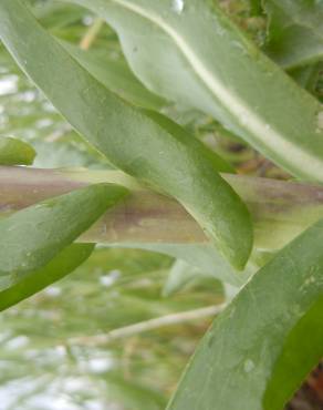 Fotografia 7 da espécie Isatis tinctoria no Jardim Botânico UTAD