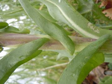 Fotografia da espécie Isatis tinctoria